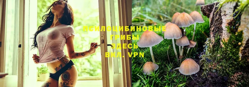 даркнет сайт  Москва  Псилоцибиновые грибы Psilocybe 