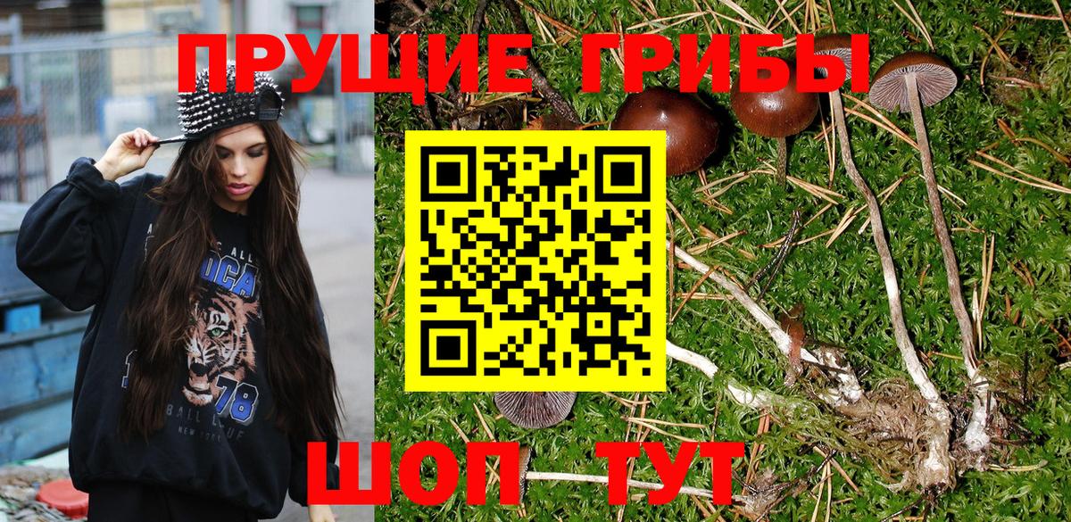 Псилоцибиновые грибы мухоморы  Галлюциногенные грибы Psilocybe  Москва 